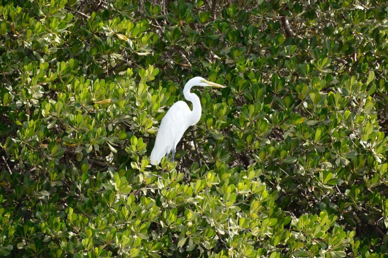Le Pelican Du Saloum Sine-Saloum ภายนอก รูปภาพ